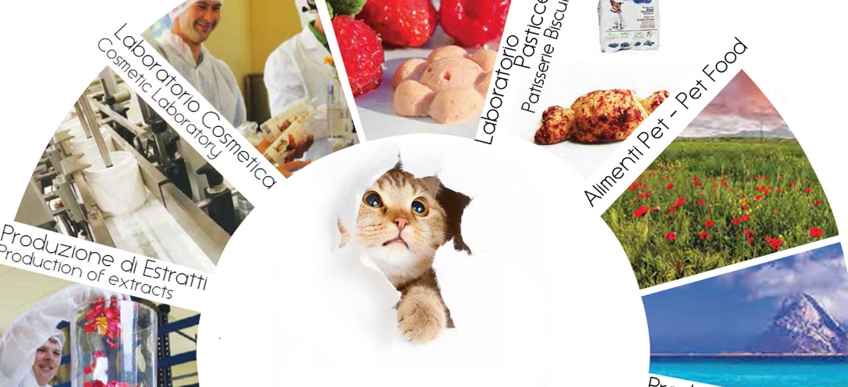 dalla_gatto banner 圖片