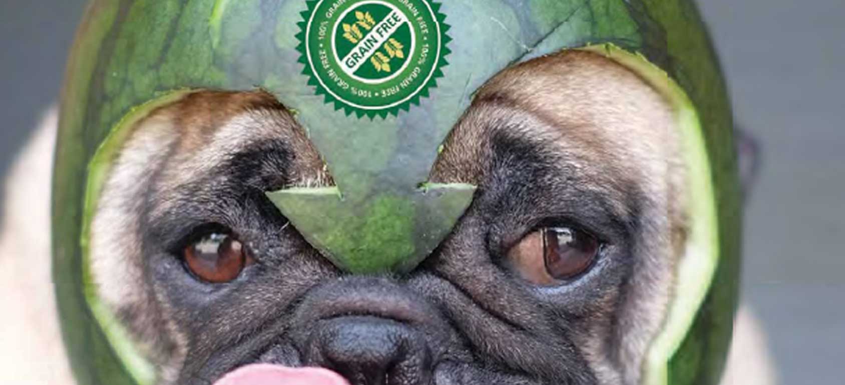 無穀認證的狗照片